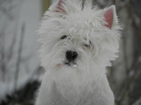 Neige